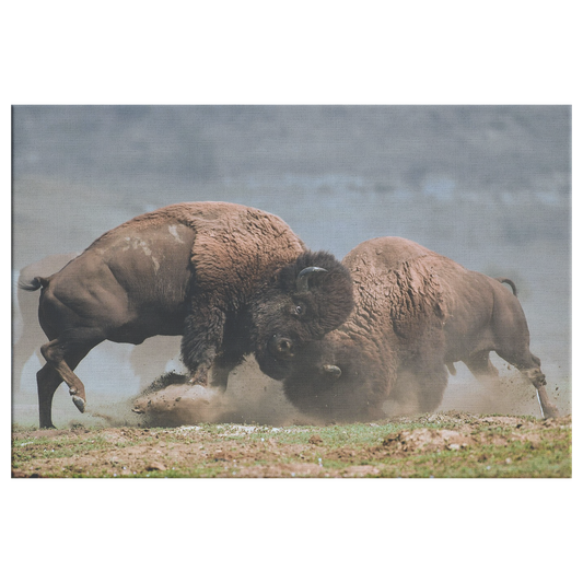 Bison_Fight_Canvas_by_Duane_Hons_-_Onlin_H_Rectangle_Main_Mockup.png