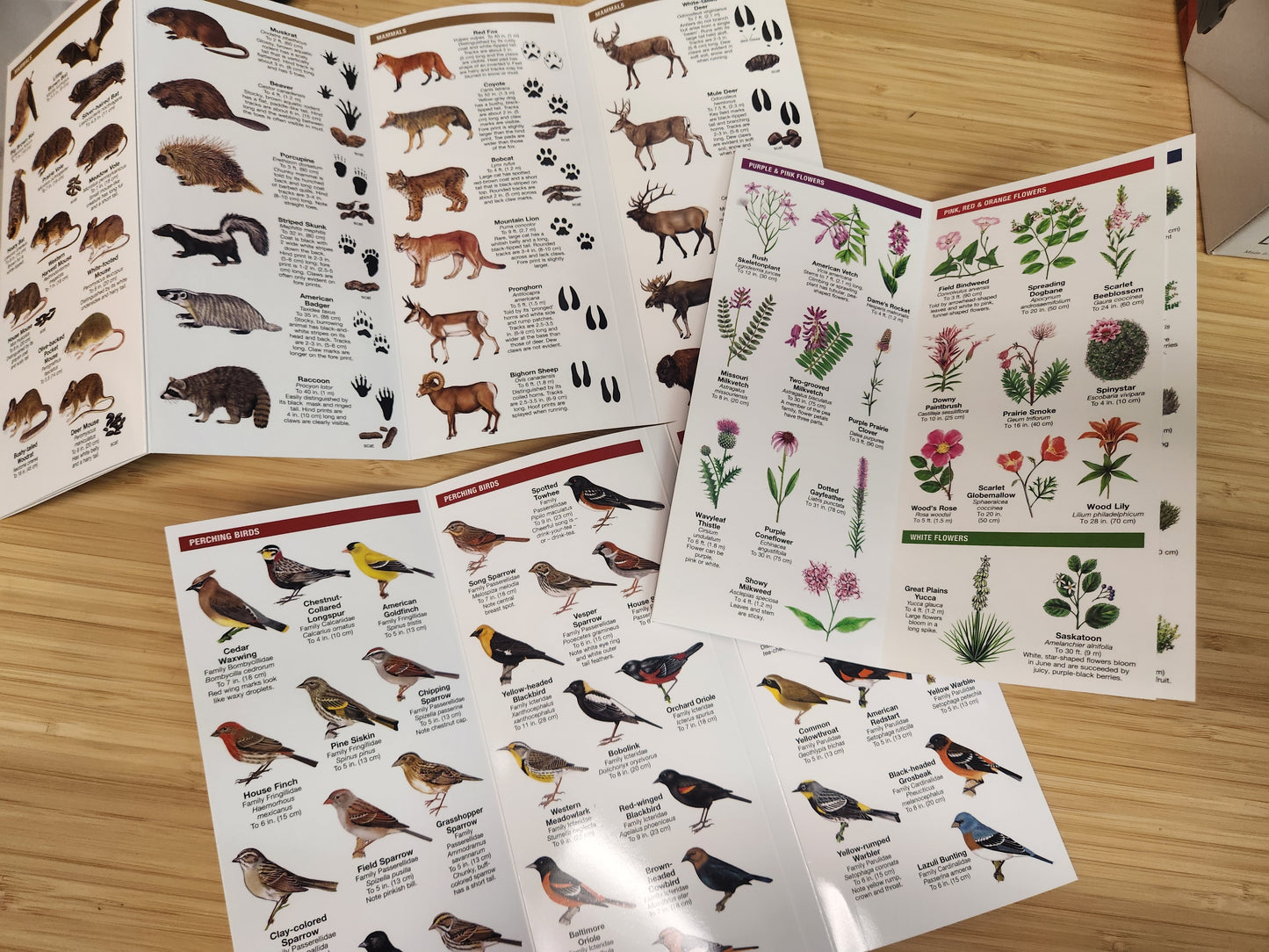 Pocket Naturalist Guides 3