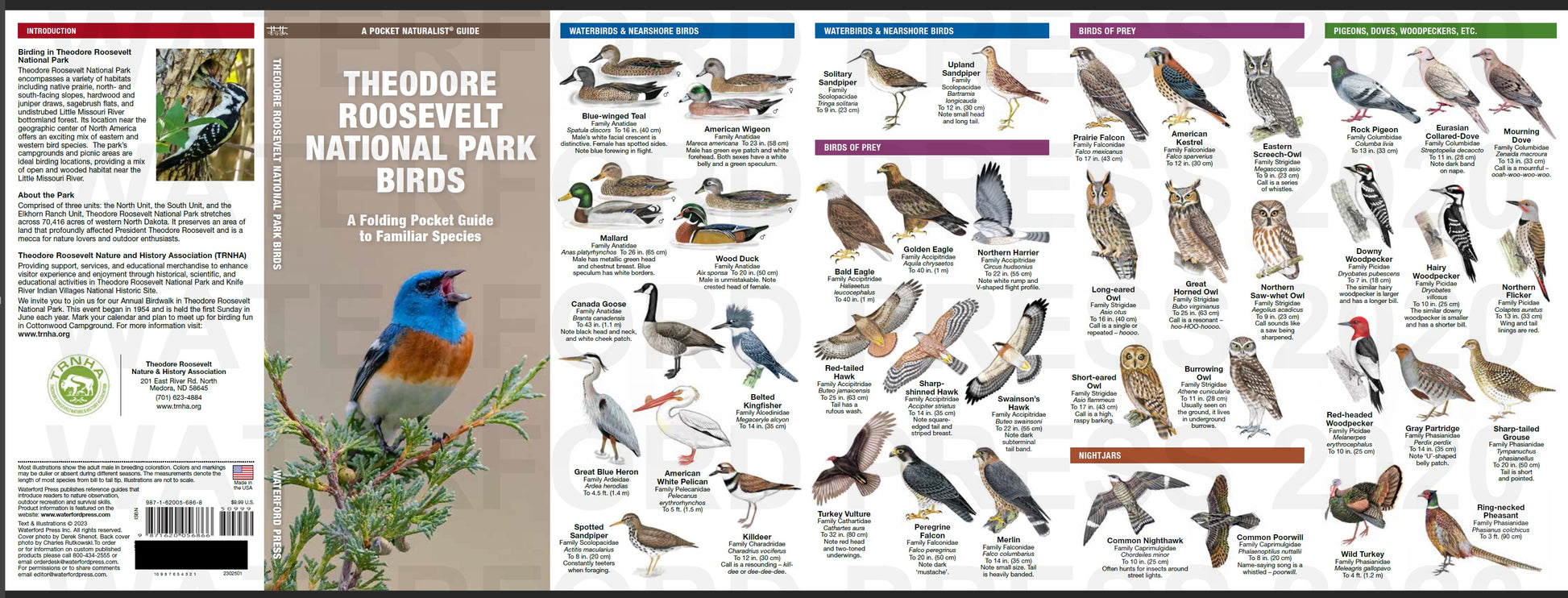 Pocket Naturalist Guides Birds