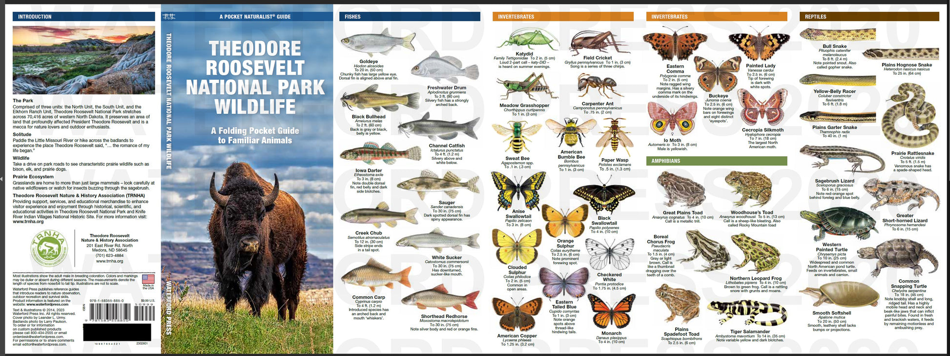 Pocket Naturalist Guides Wildlife