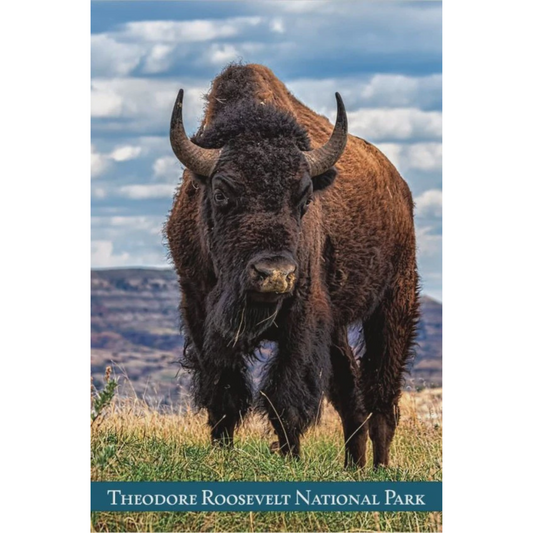Wildlife Single Bison Postcard