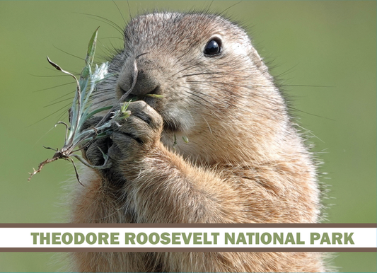 TRNP Prairie Dog Magnet