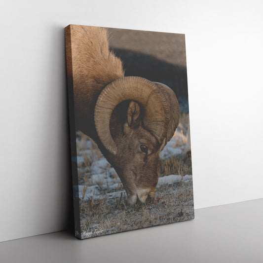 Bighorn Sheep Canvas by Maggie Taylor Floor