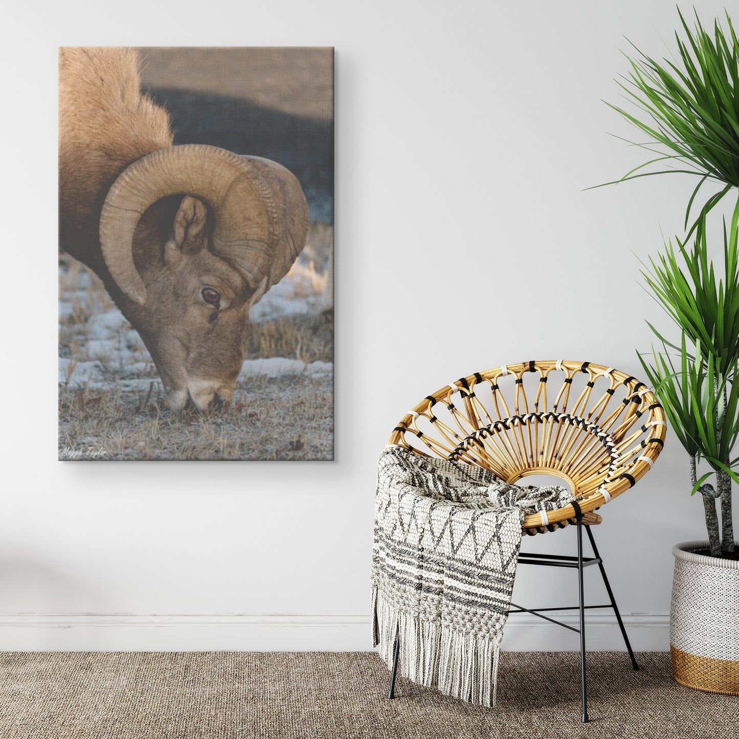 Bighorn Sheep Canvas by Maggie Taylor Wall