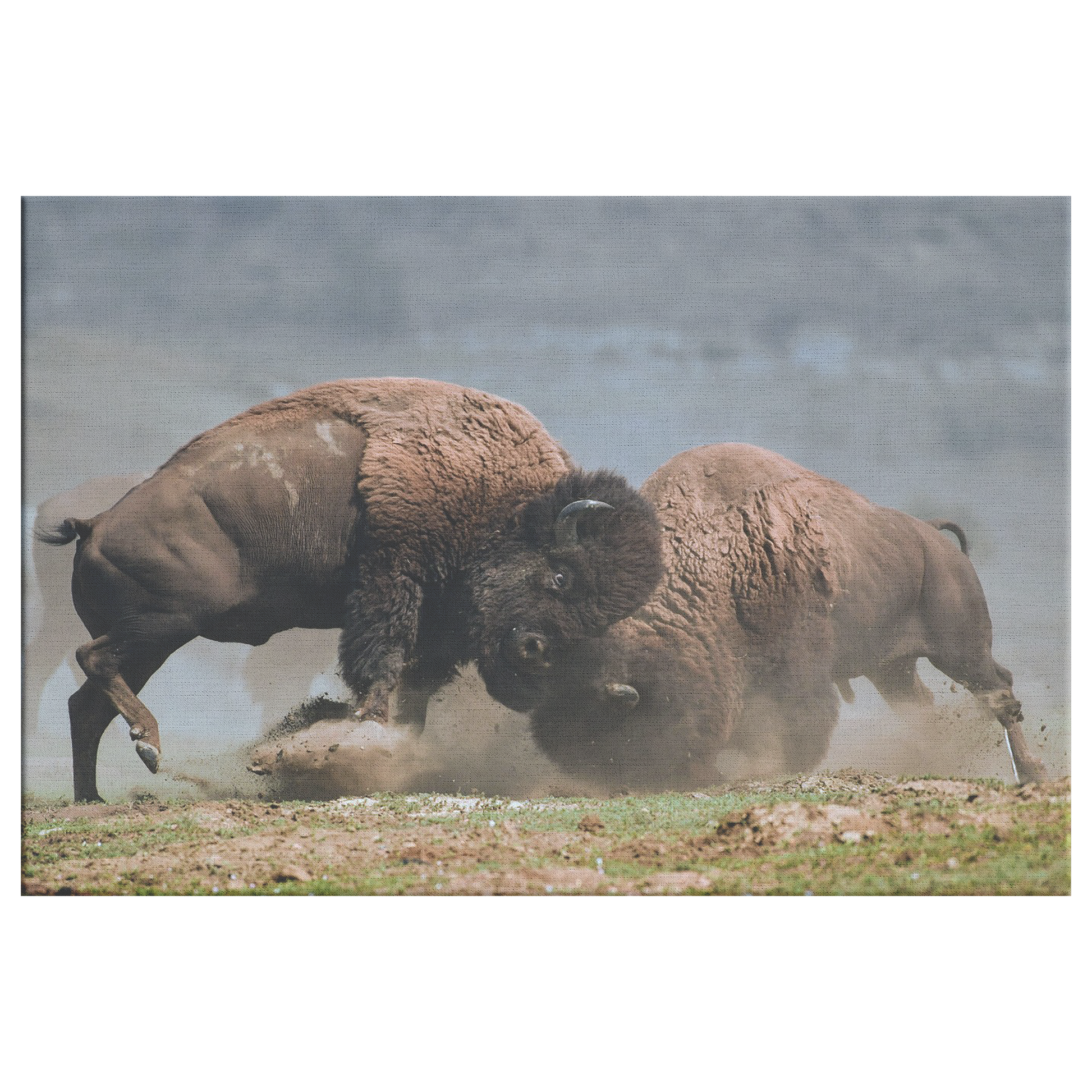 Bison_Fight_Canvas_by_Duane_Hons_-_Onlin_H_Rectangle_Main_Mockup.png