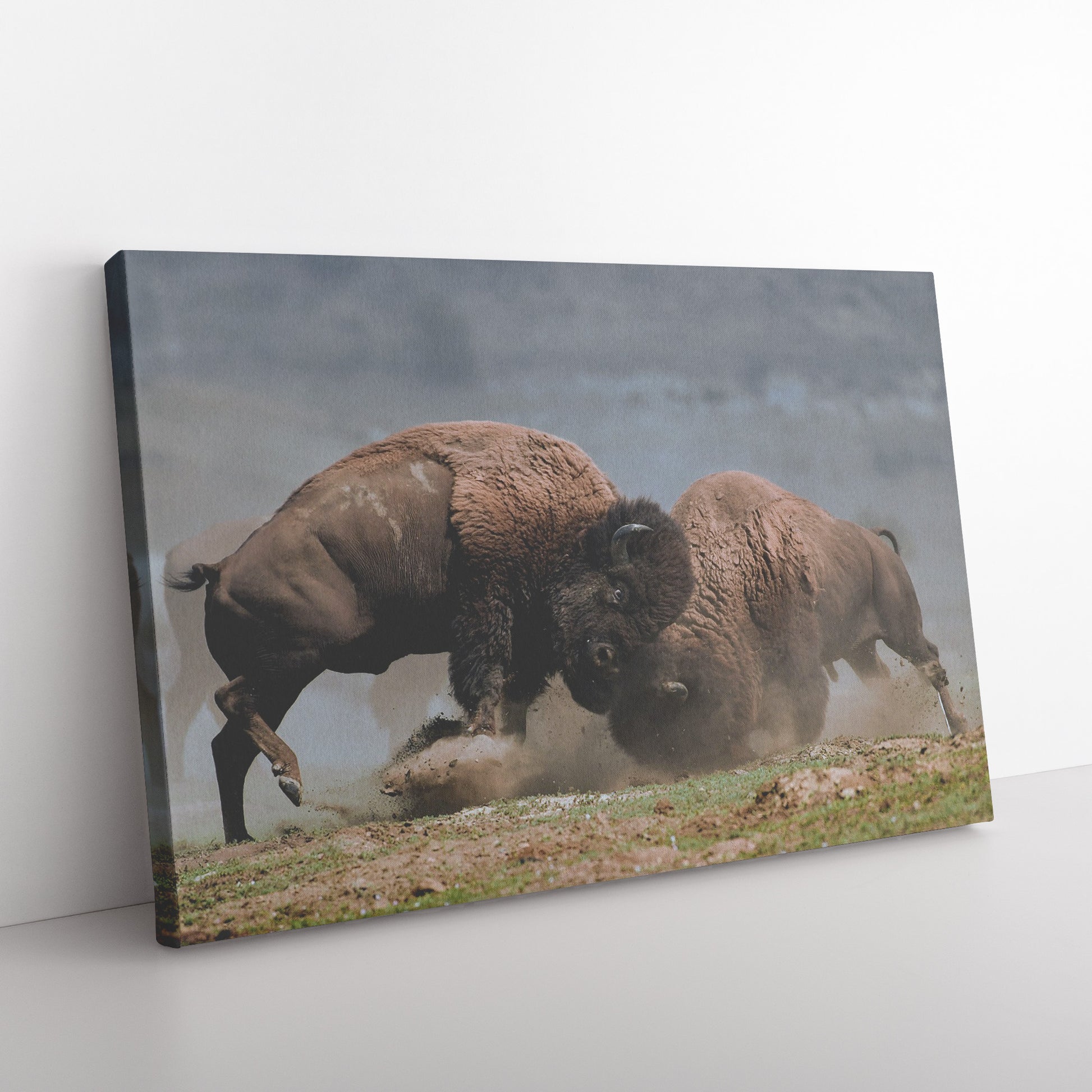 Bison Fight Canvas by Duane Hons Floor