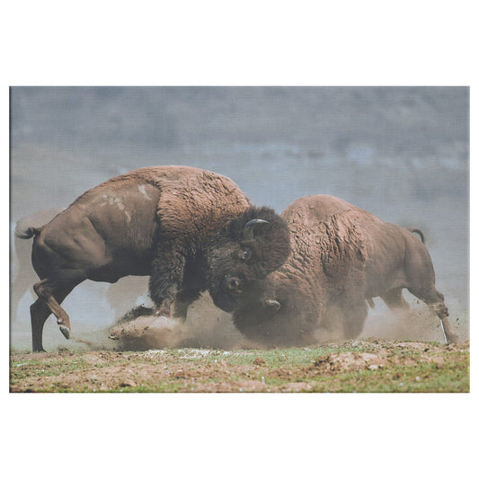 Bison Fight Canvas by Duane Hons Front
