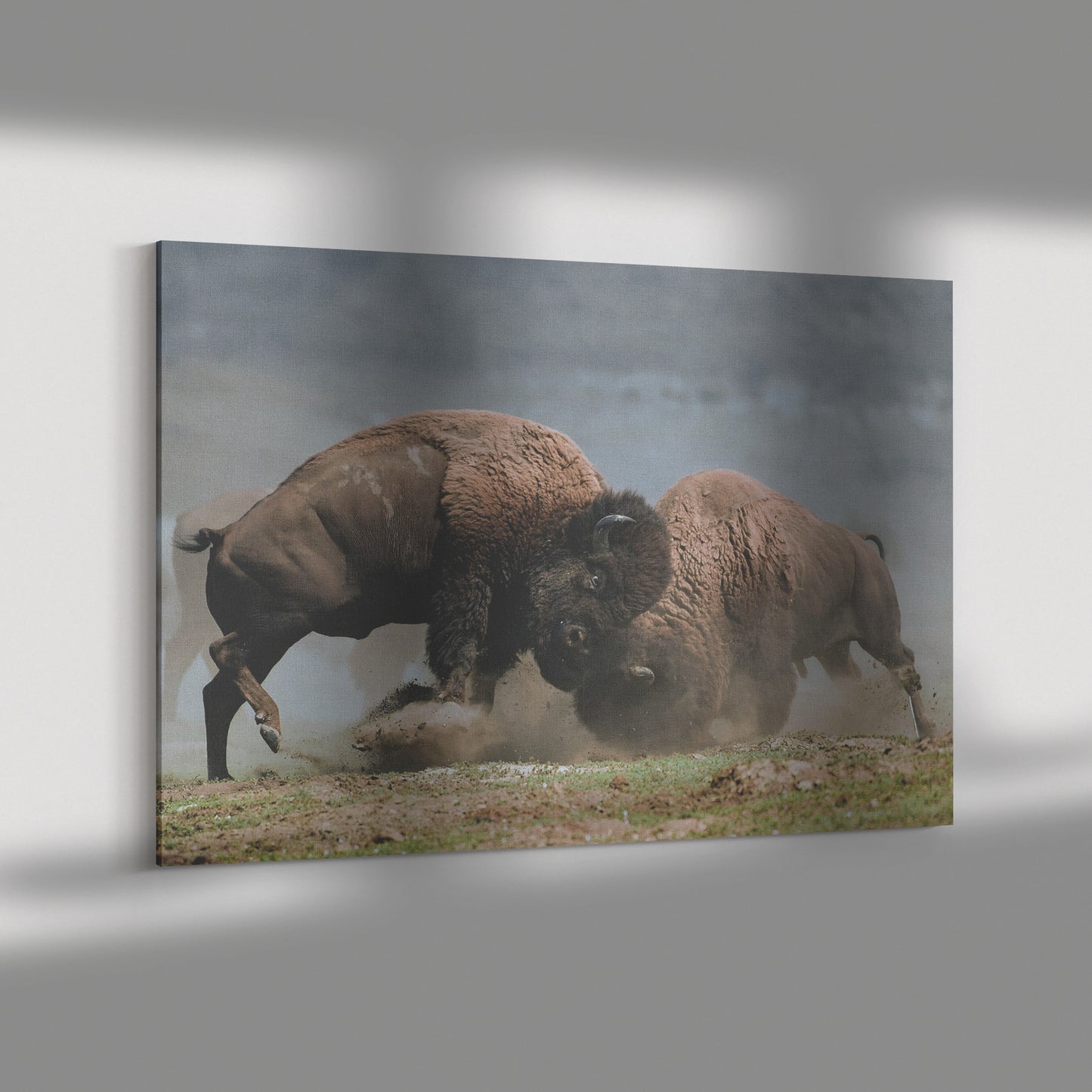 Bison Fight Canvas by Duane Hons Shadow