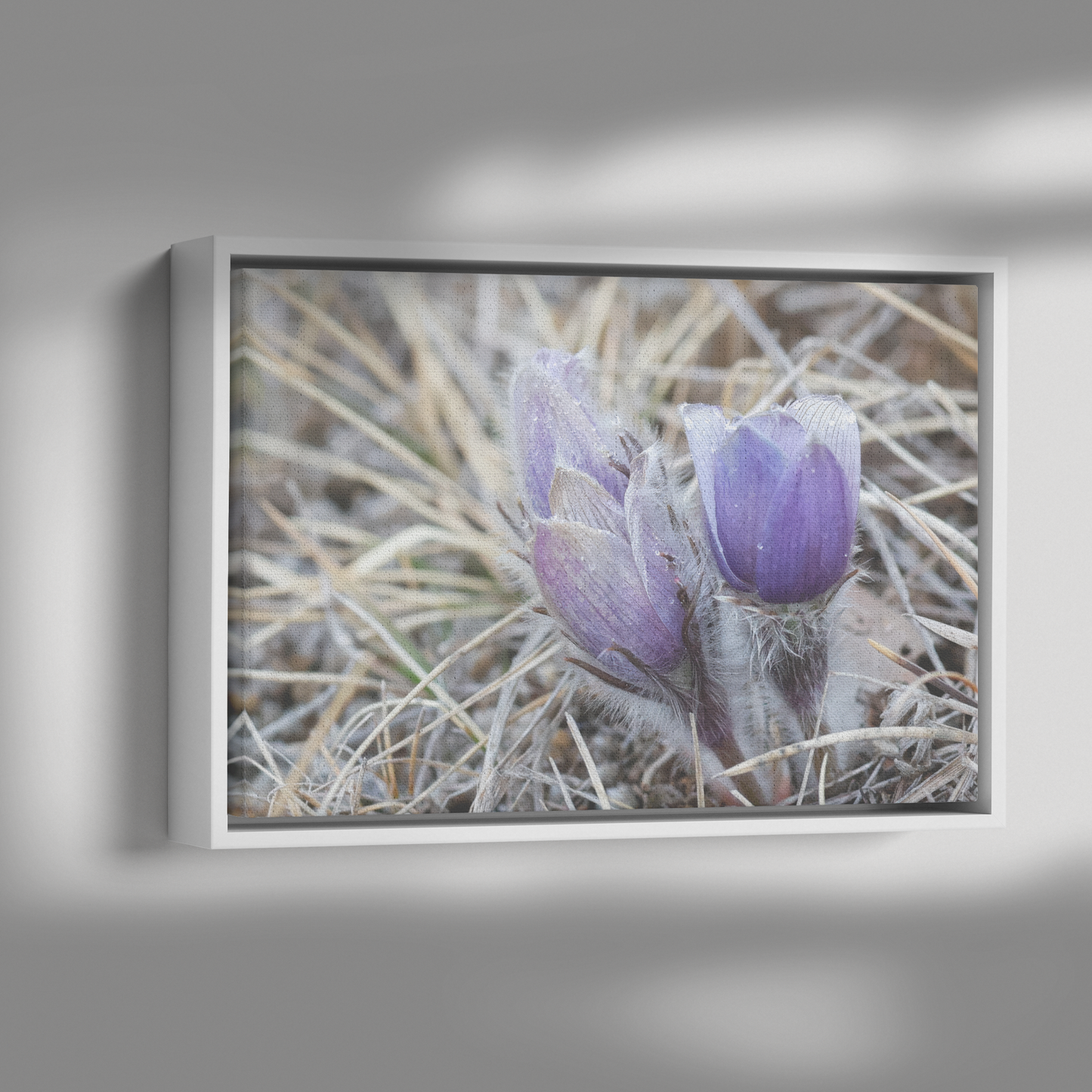 Carol_Priestly_Canvas_Print_with_Black_F_Framed_Canvas_H_Rectangle_Dramatic_Shad_Mockup.png