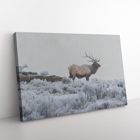 Elk Canvas by Terry Sinn Floor