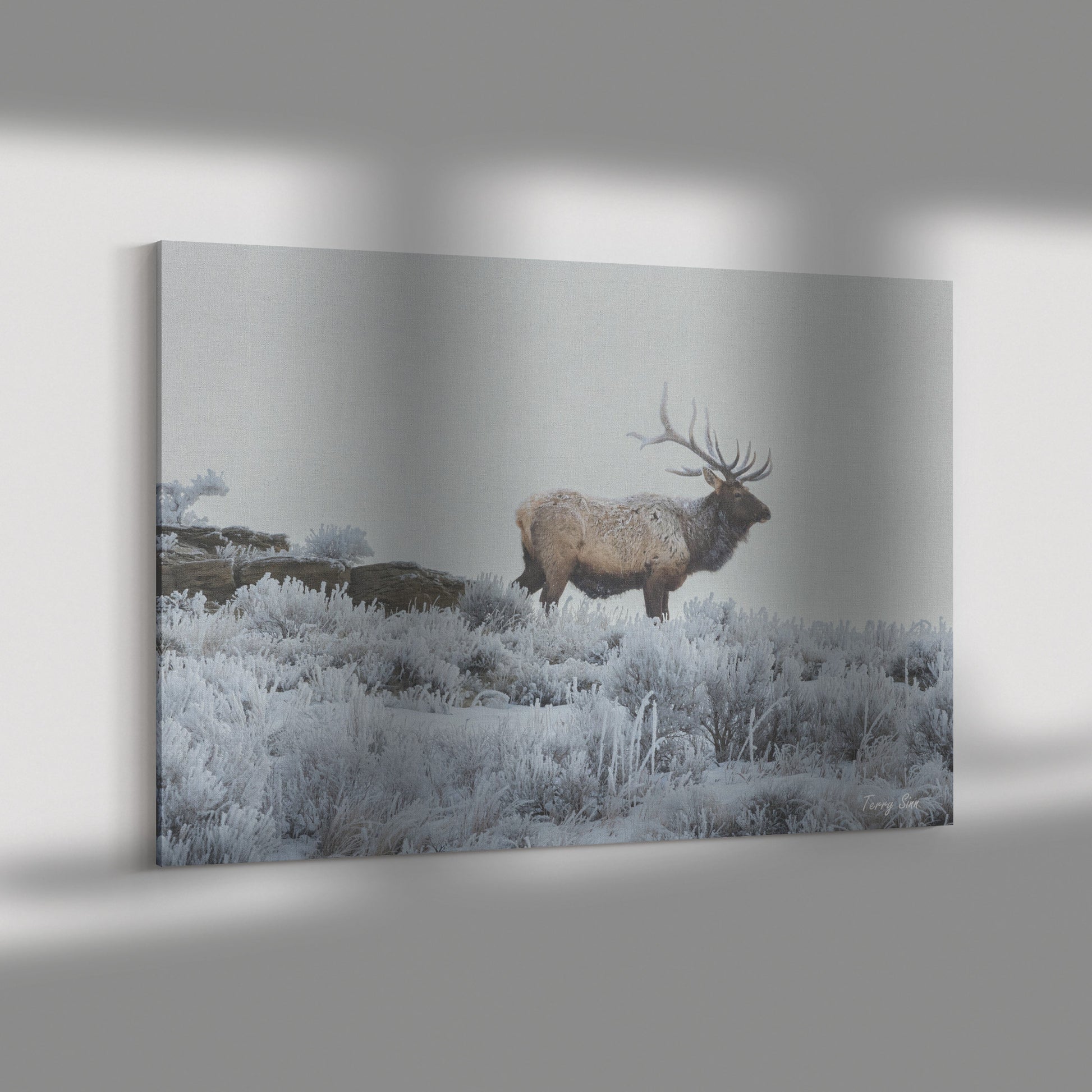 Elk Canvas by Terry Sinn Shadow