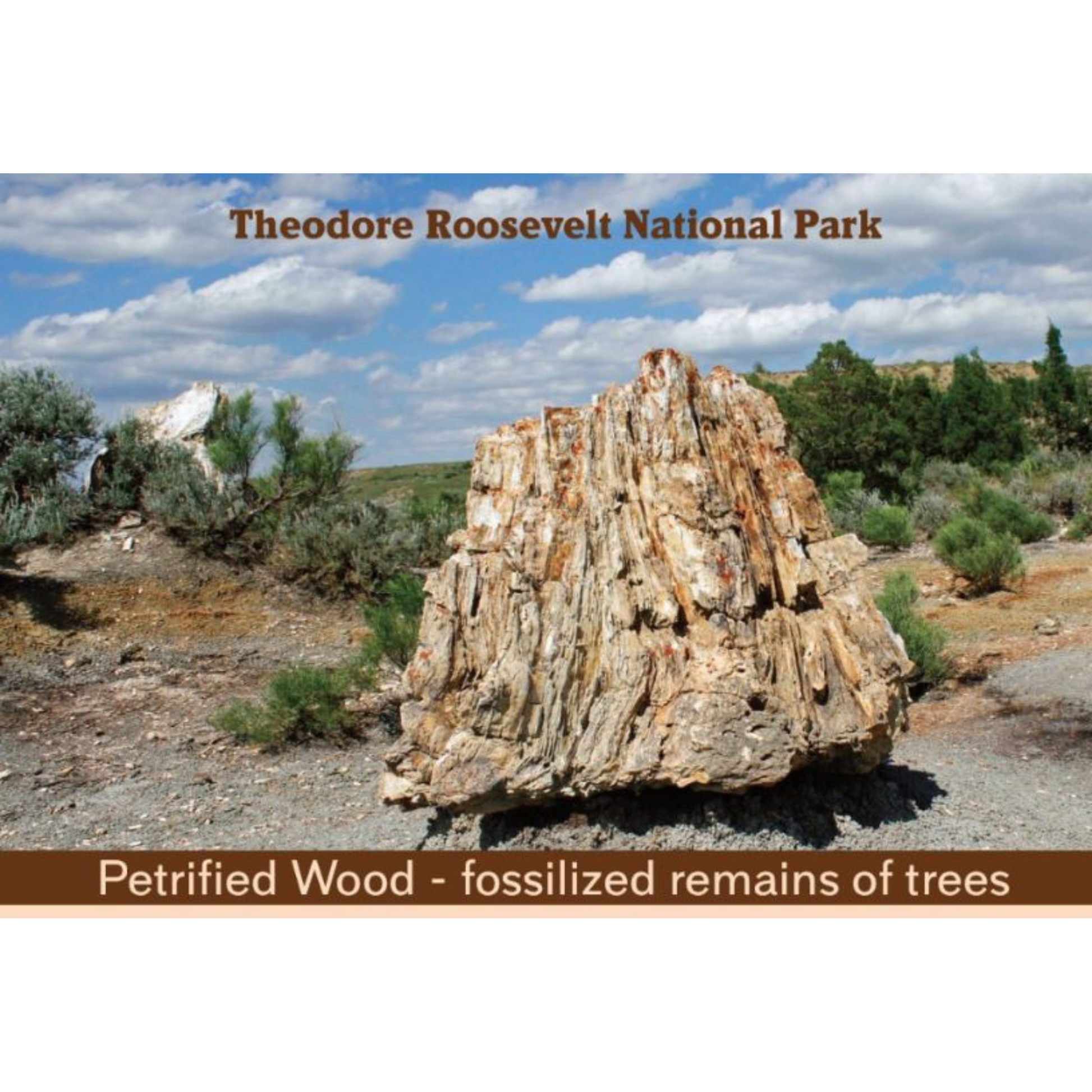 Geology Petrified Wood Postcard