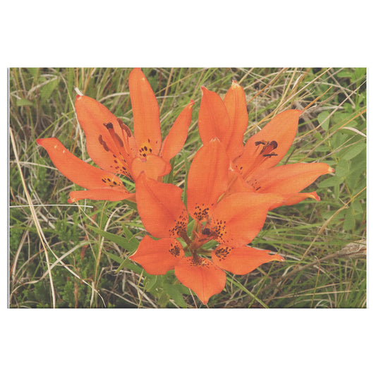 Orange Flowers Canvas by Bryon Knutson Front