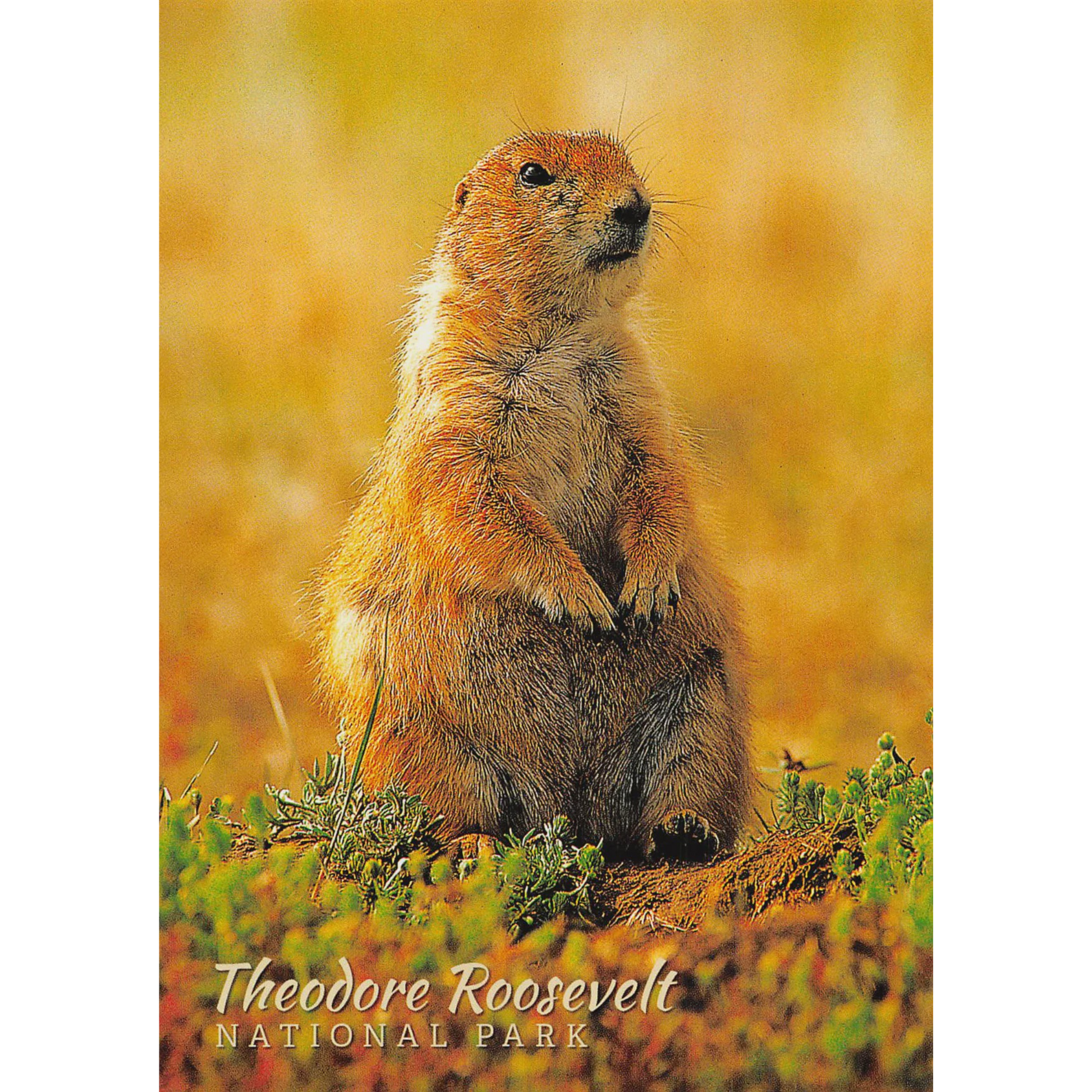 Prairie Dog Postcard