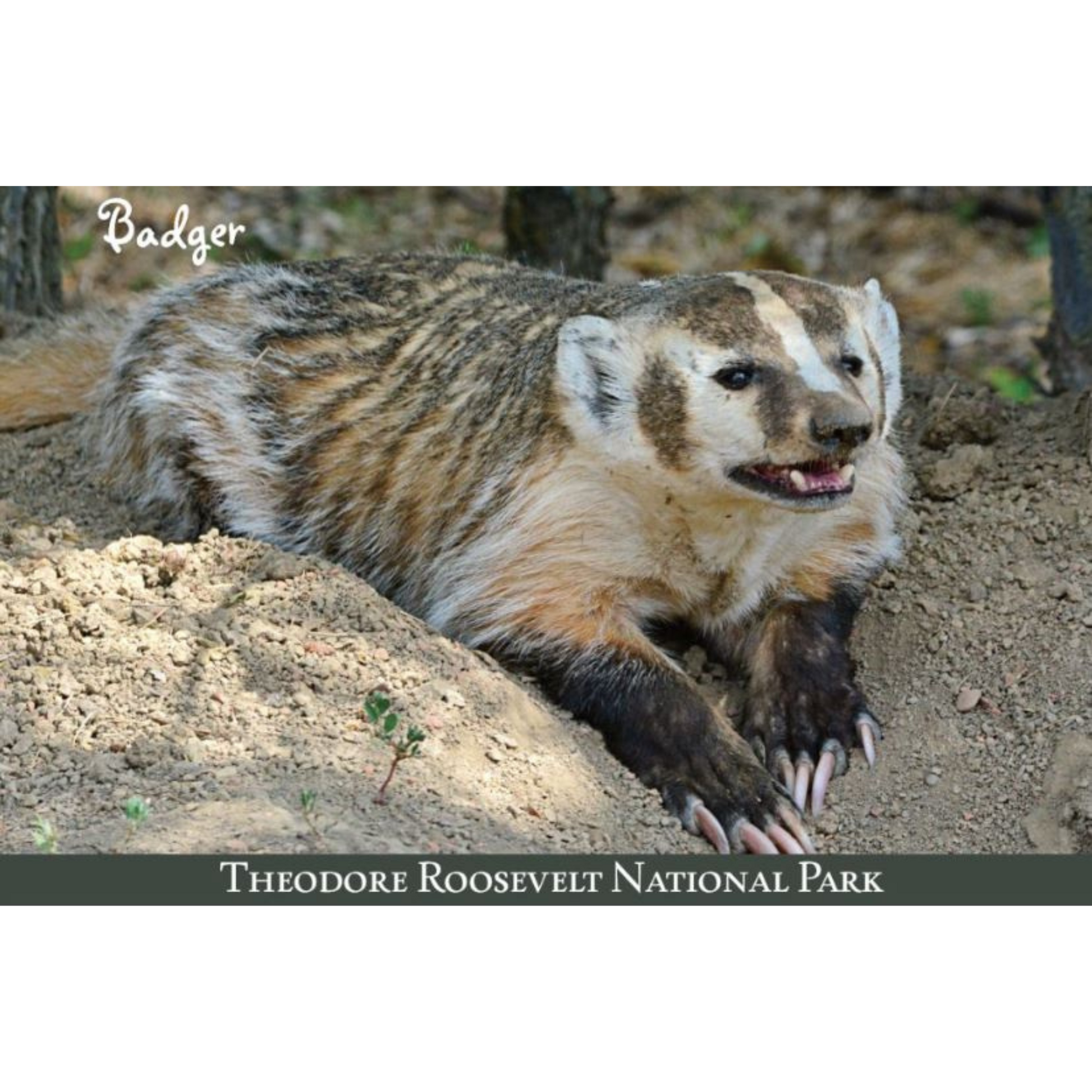 Wildlife Badger Postcard