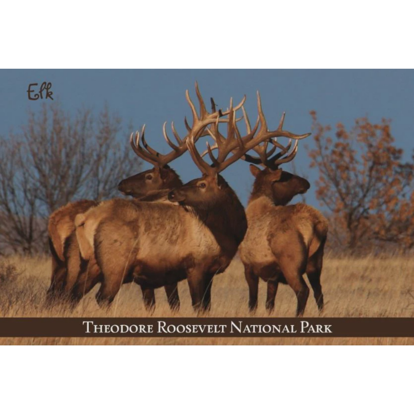 Wildlife Elk Postcard