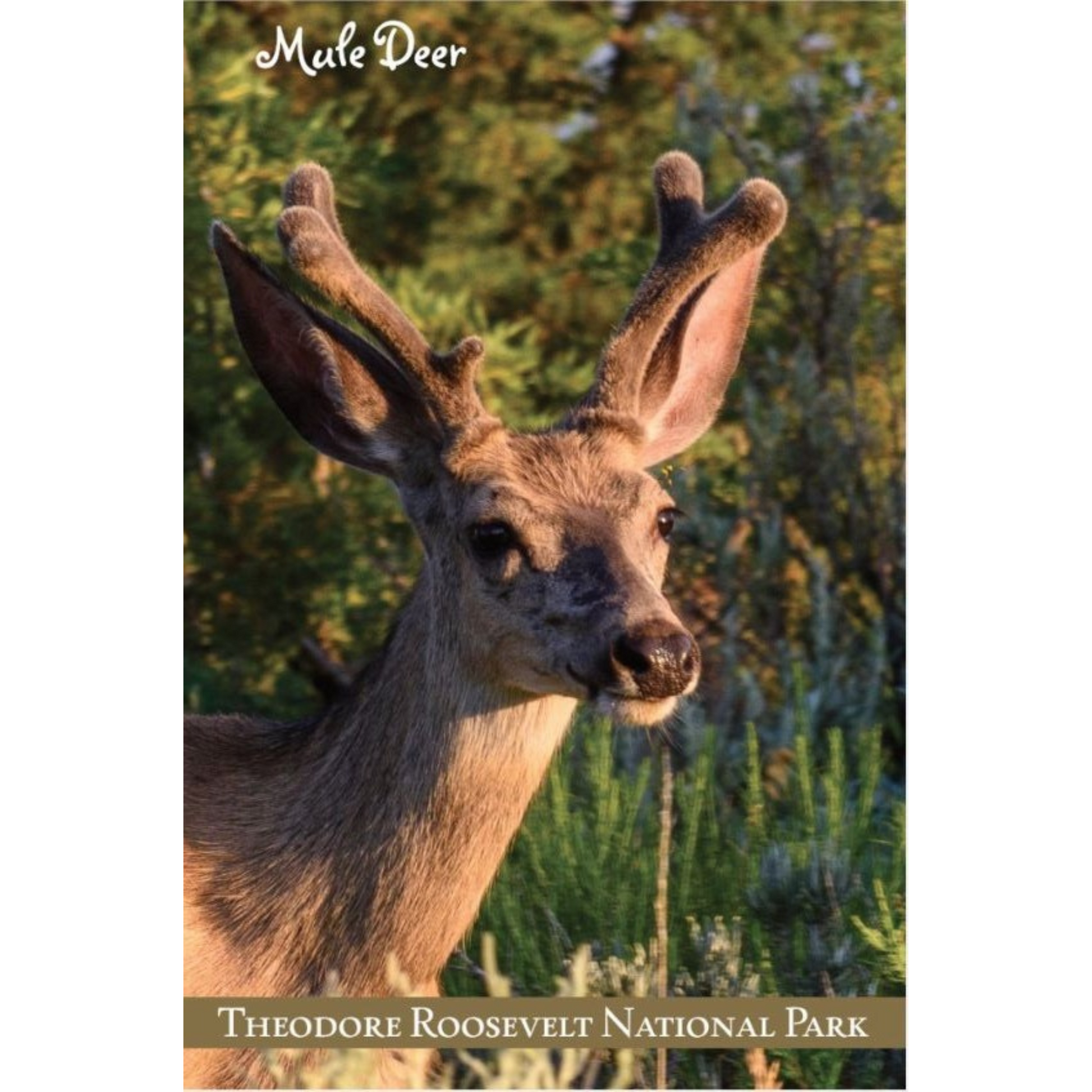 Wildlife Mule Deer Postcard
